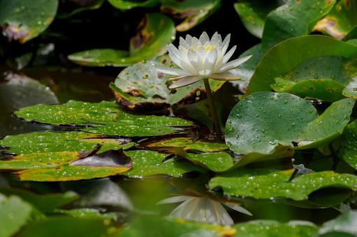 Water lily (89), JPG