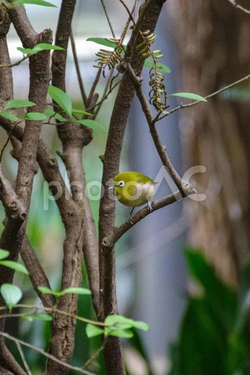 メジロが枝にとまる メジロ,野鳥,緑の写真素材