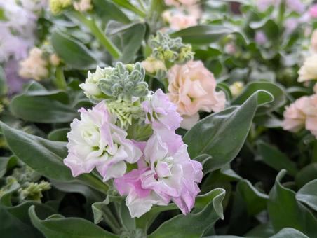 優しい色のストック ストック,花,フラワーの写真素材