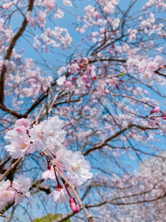 桜と青空と 桜,さくら,背景の写真素材