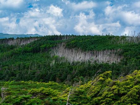 北八ヶ岳の縞枯れ現象 シラビソ,八ヶ岳,にゅうの写真素材