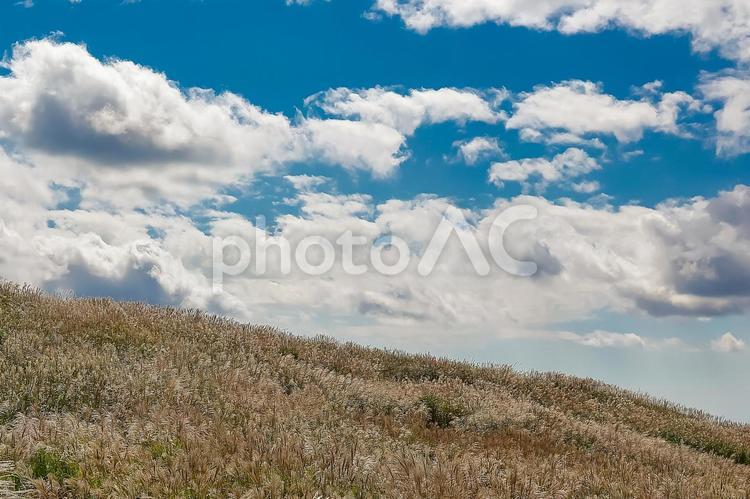 丘一面のススキとドラマチックな雲 秋,ススキ,風景の写真素材