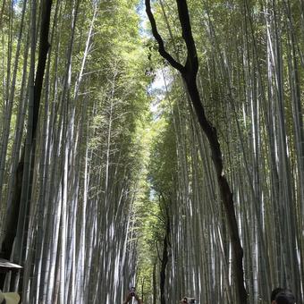 竹林の木漏れ日② 竹林の木漏れ日②の写真