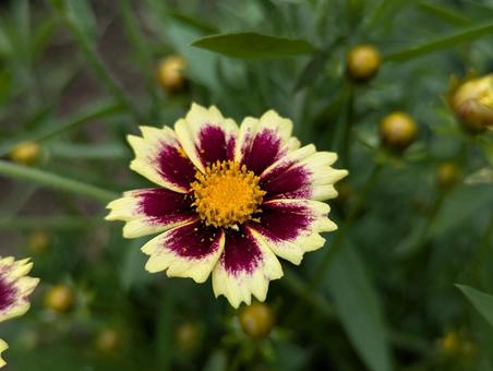 コレオプシスの花 2 コレオプシスの花 2の写真