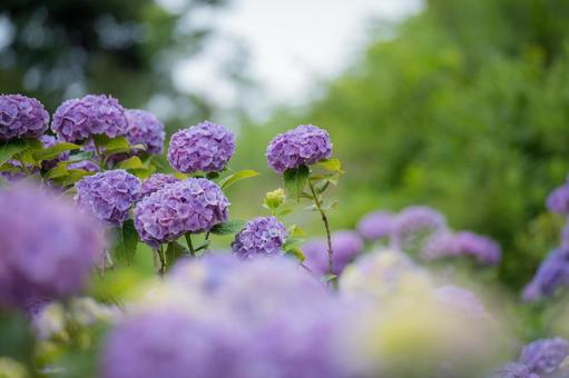 紫陽花の写真