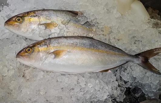 かんぱち 魚,かんぱち,海釣りの写真素材