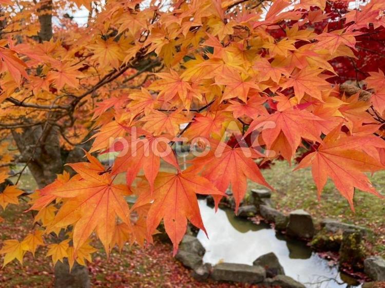 紅葉 紅葉,もみじ,かえでの写真素材