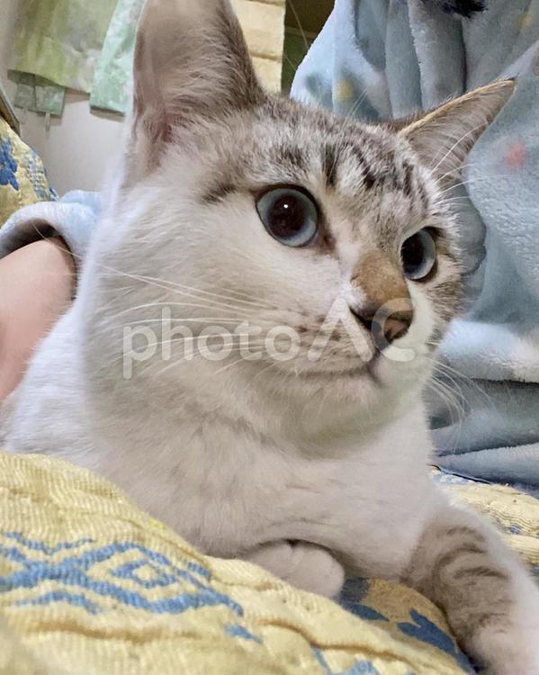 ふわもふ毛のシャムミックス猫さん 猫,シャムトラ,視線の写真素材