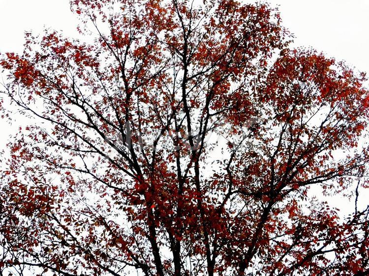 赤い紅葉した木と曇り空 秋,紅葉,木の写真素材