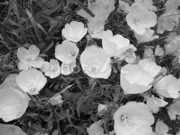 白黒写真のネモフィラの花 植物,花,ムラサキ科の写真素材