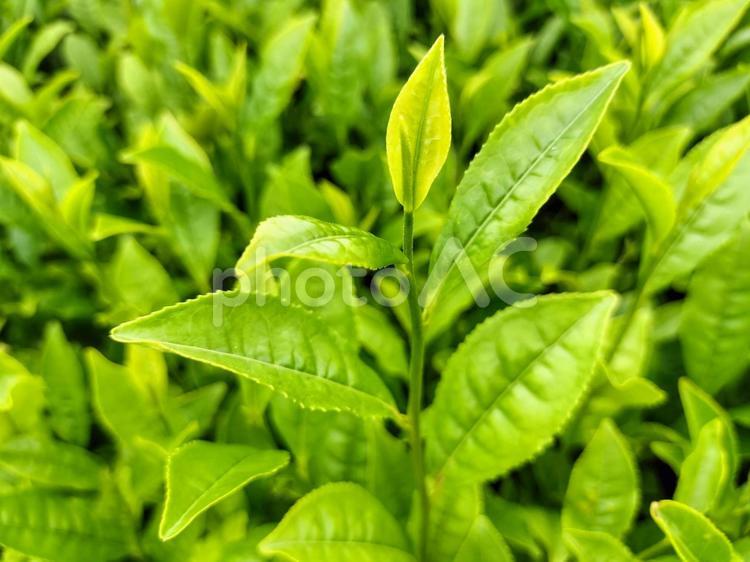 名産地西尾の五月の茶畑 茶畑,西尾,茶葉の写真素材