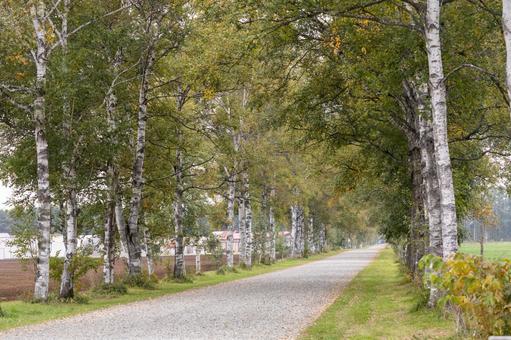 斜めから見た白樺並木 十勝牧場,白樺並木,家畜改良センターの写真素材