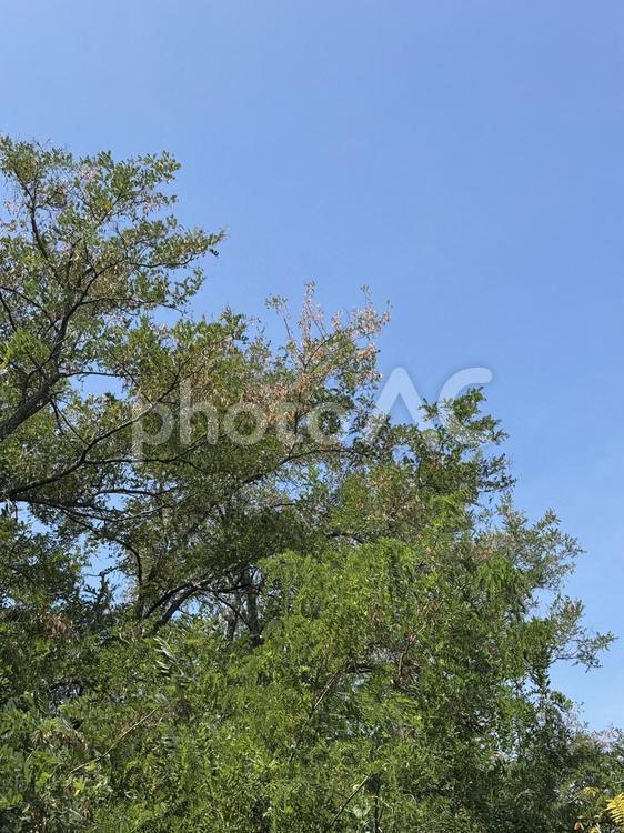 晩夏の偽アカシア 偽アカシア,green,自然の写真素材