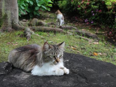 日本の猫 日本の猫の写真