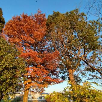 紅葉 紅葉,秋,樹木の写真素材