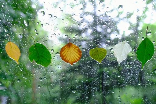 Raindrops, JPG