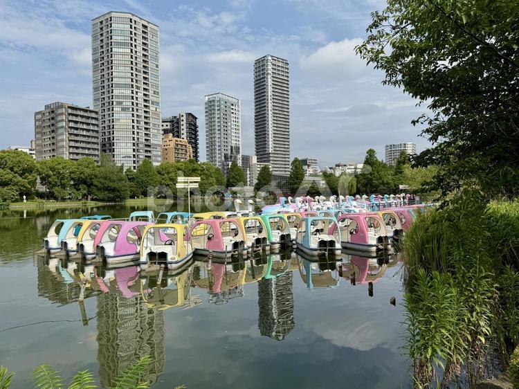 不忍池　夏のボート池 夏,新緑,7月の写真素材