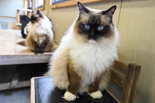 ねこちゃん ねこ,生き物,ふわふわの写真素材