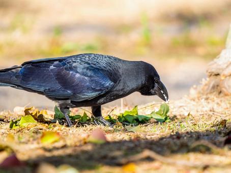 地面を歩くカラス 鳥,動物,鳥類の写真素材