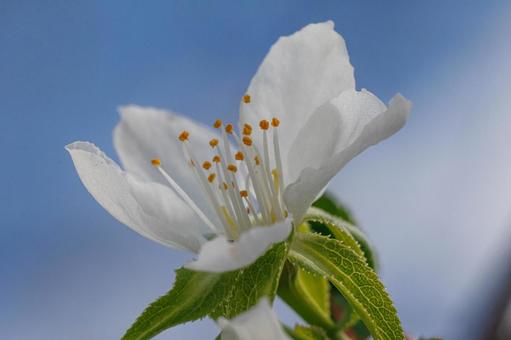 日差しを浴びる白い桃の花 日差しを浴びる白い桃の花 花,植物,春の写真素材