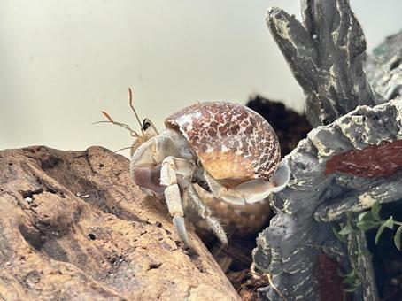 オカヤドカリ探検 オカヤドカリ,ヤドカリ,ペットの写真素材