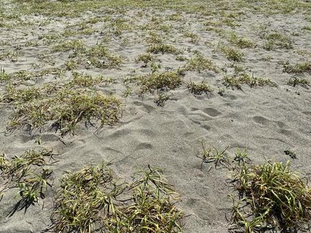砂浜に生える草 砂浜に生える草 砂浜,枯草,砂の写真素材