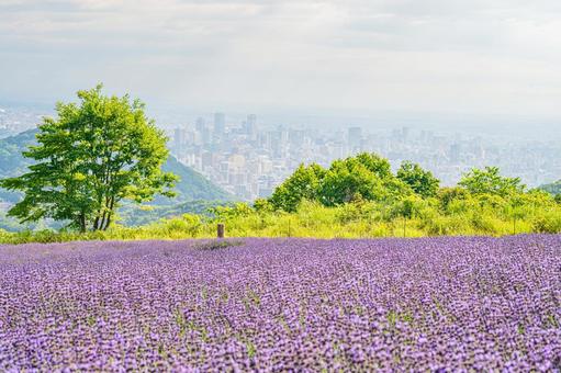 北海道 札幌市 幌見峠のラベンダー畑 北海道 札幌市 幌見峠のラベンダー畑の写真