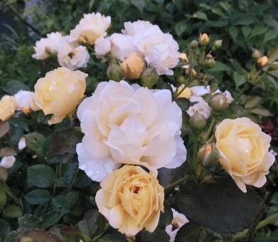 黄色いバラ2の写真