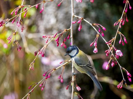 枝にとまるシジュウカラ 枝にとまるシジュウカラの写真