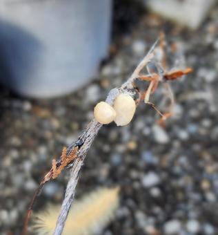 Photo, red spider spider, egg, egg egg, 