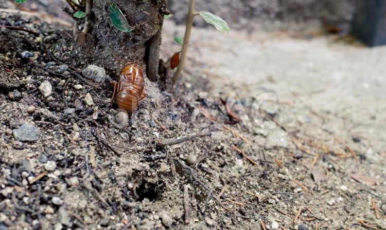 幹にある抜け殻と蝉が出てきた穴 蝉,穴,夏の写真素材