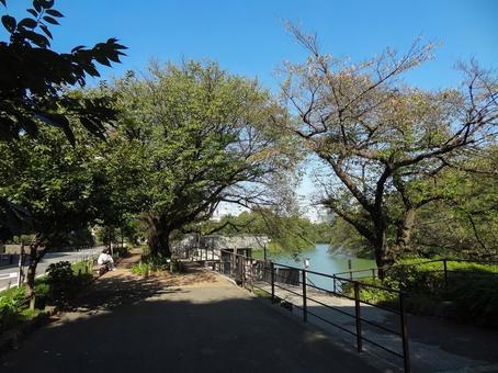 千鳥ヶ淵沿いの遊歩道 千鳥ヶ淵沿いの遊歩道の写真
