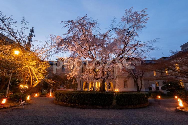 京都府庁旧本館「観桜祭」 春,さくら,桜の写真素材
