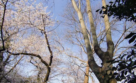 小枝の多い木-2 木,幹,枝の写真素材