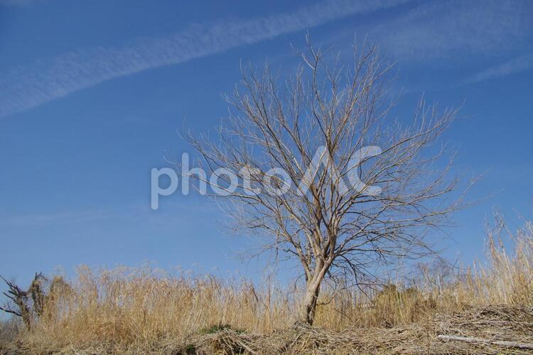 葉が落ちた木 落葉樹,風景,冬枯れの写真素材