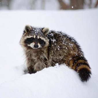 雪の中のたぬき 雪の中のたぬきの写真