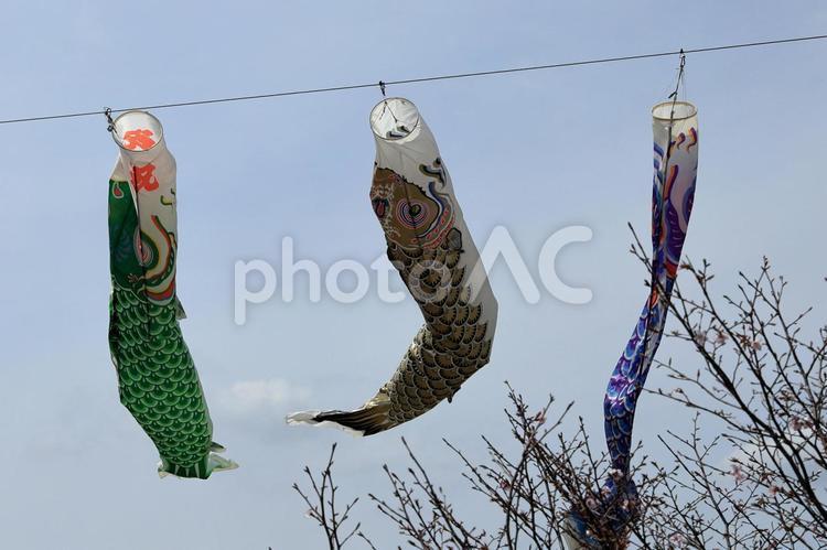青空を泳ぐ鯉のぼり 鯉のぼり,こいのぼり,端午の節句の写真素材