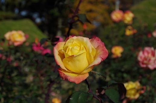 季節の花477 季節の花477の写真