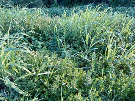 川沿いの雑草 川沿いの雑草 雑草,草,道草の写真素材