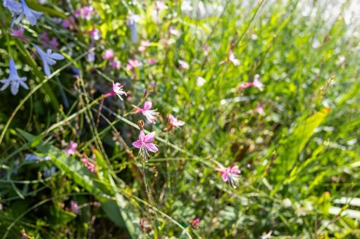 畑の脇に咲く可愛いガウラの花 畑の脇に咲く可愛いガウラの花の写真