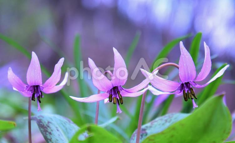 可憐なカタクリの花 - No: 25498628｜写真素材なら「写真AC」無料（フリー）ダウンロードOK