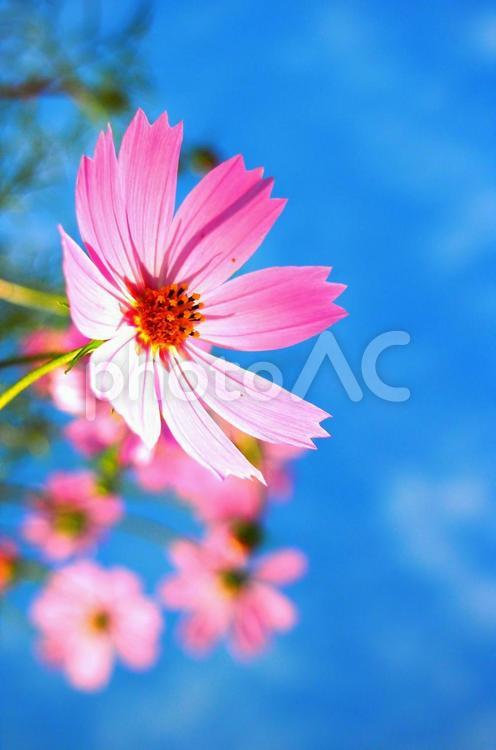 コスモス畑で秋のイメージ コスモス,秋,花の写真素材