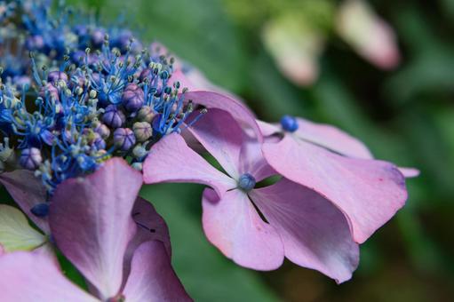 Hydrangea, JPG