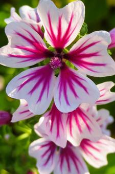 6月上旬の庭の陽を浴びるゼニアオイの花 6月上旬の庭の陽を浴びるゼニアオイの花の写真