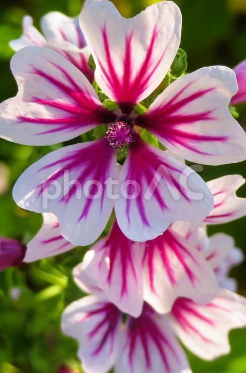 ６月上旬の庭の陽を浴びるゼニアオイの花 ゼニアオイ,花,植物の写真素材