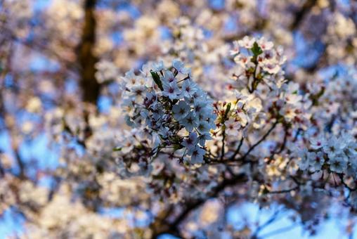 青空に映える満開の桜 桜,さくら,花の写真素材