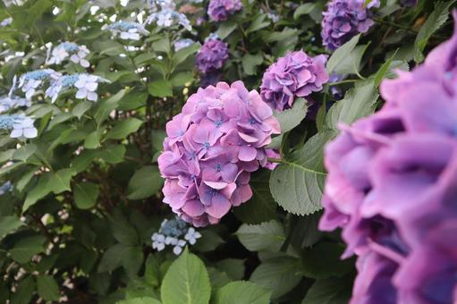紫陽花 紫陽花の写真