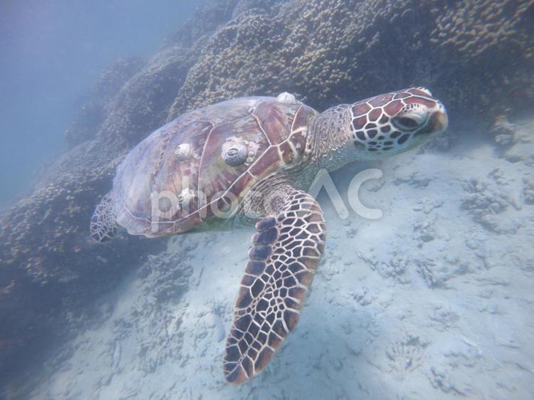 ウミガメ・ハワイ ウミガメ,カメ,スキューバの写真素材