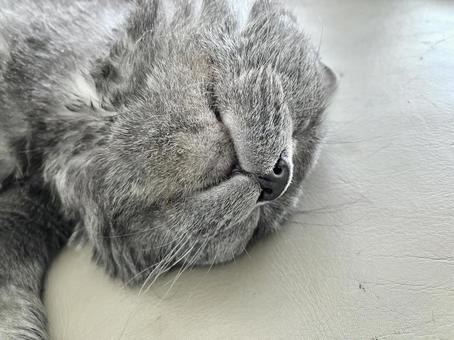 無防備のブリティッシュショートヘア 猫,お昼寝,就寝の写真素材