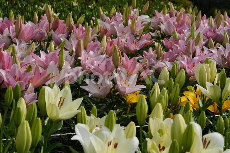 ユリ園（千種公園） ユリ園,千種公園,花壇の写真素材